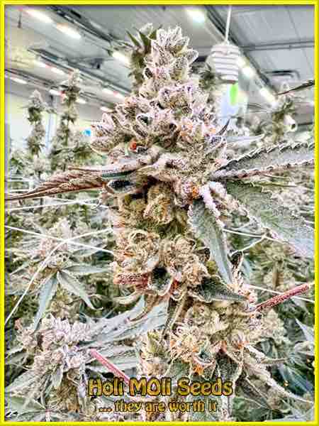 la confidential autoflower cannabis pics