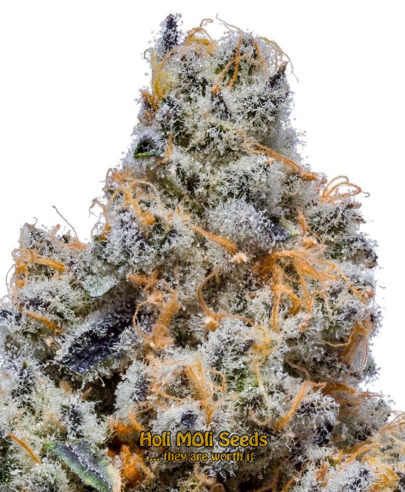 lemon haze autoflower cannabis pics