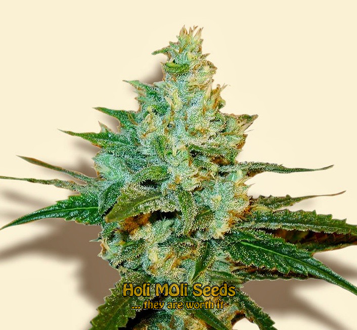 lemon haze autoflower cannabis pics