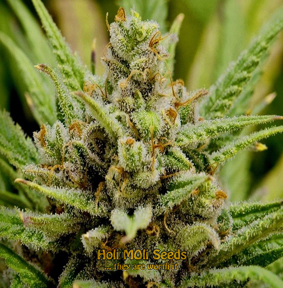 lemon haze autoflower cannabis pics