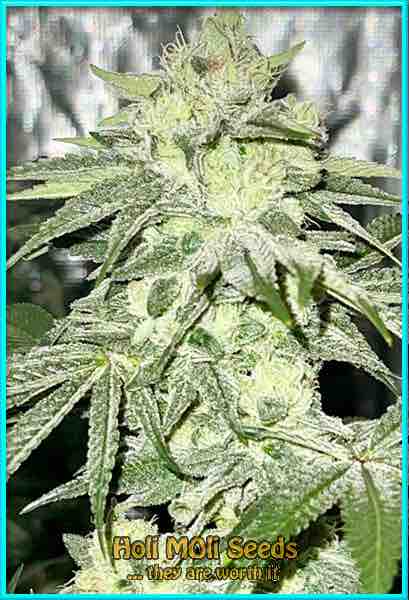 lemon haze autoflower cannabis pics