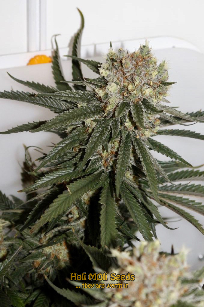 love potion autoflower cannabis pics