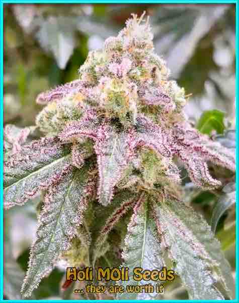 love potion autoflower cannabis pics