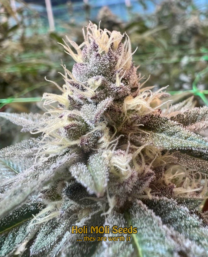 lowryder autoflower cannabis pics