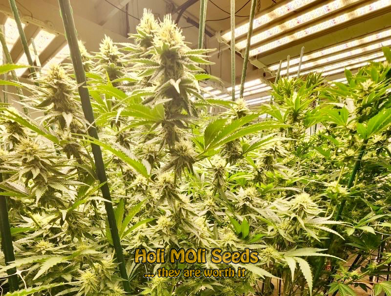 lowryder autoflower cannabis pics