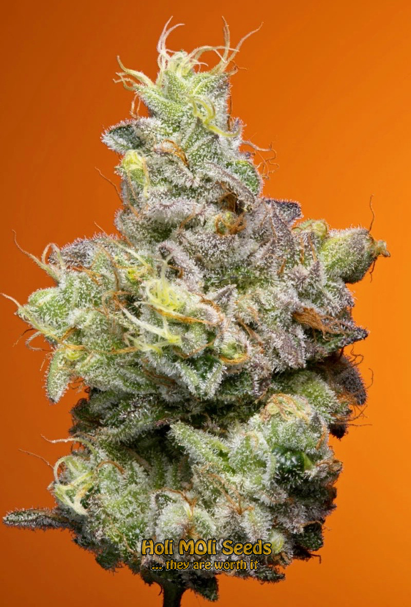 lowryder autoflower cannabis pics