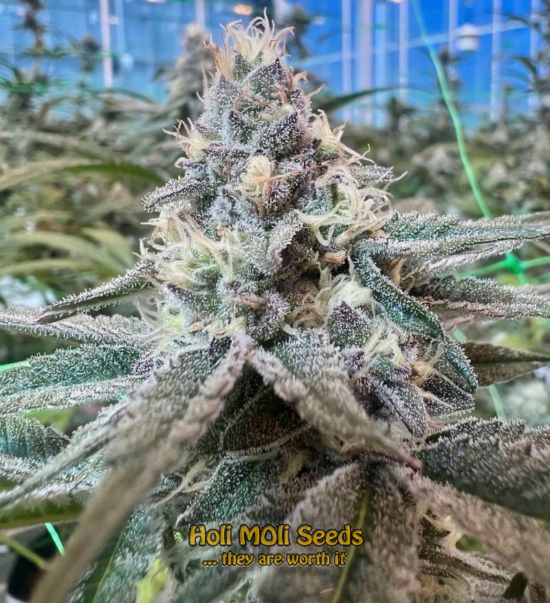 lowryder autoflower cannabis pics