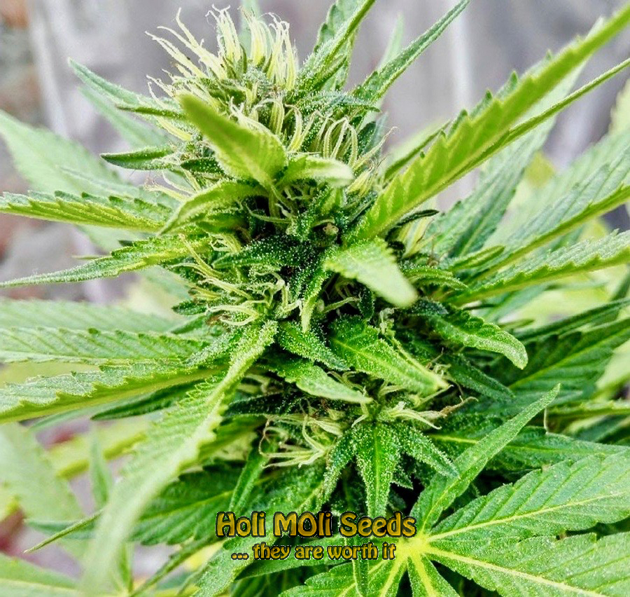 lsd autoflower cannabis pics