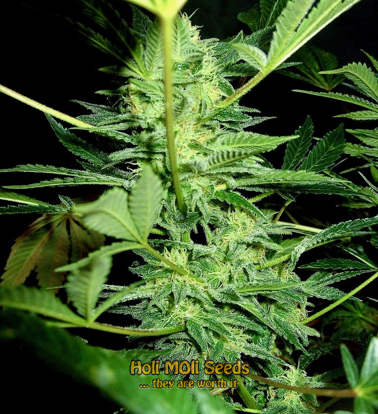 lsd autoflower cannabis pics