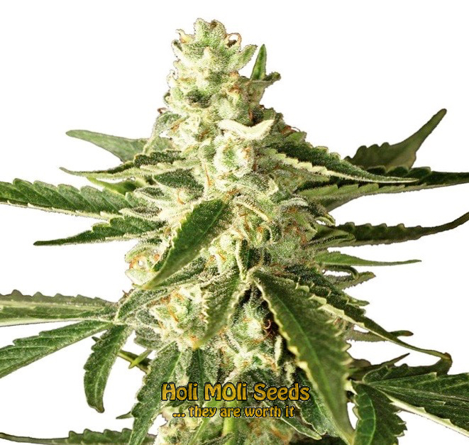 lsd autoflower cannabis pics