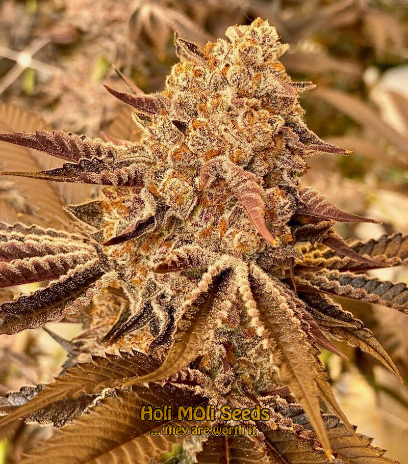 magnum autoflower cannabis pics