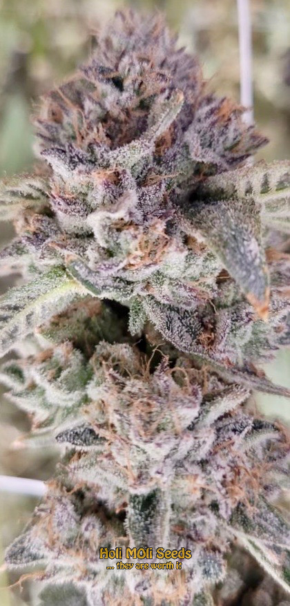 magnum autoflower cannabis pics