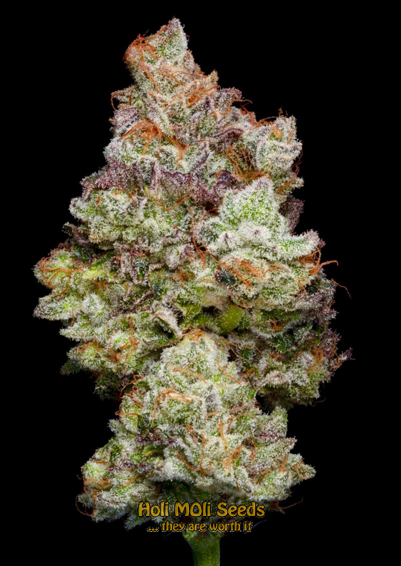 magnum autoflower cannabis pics