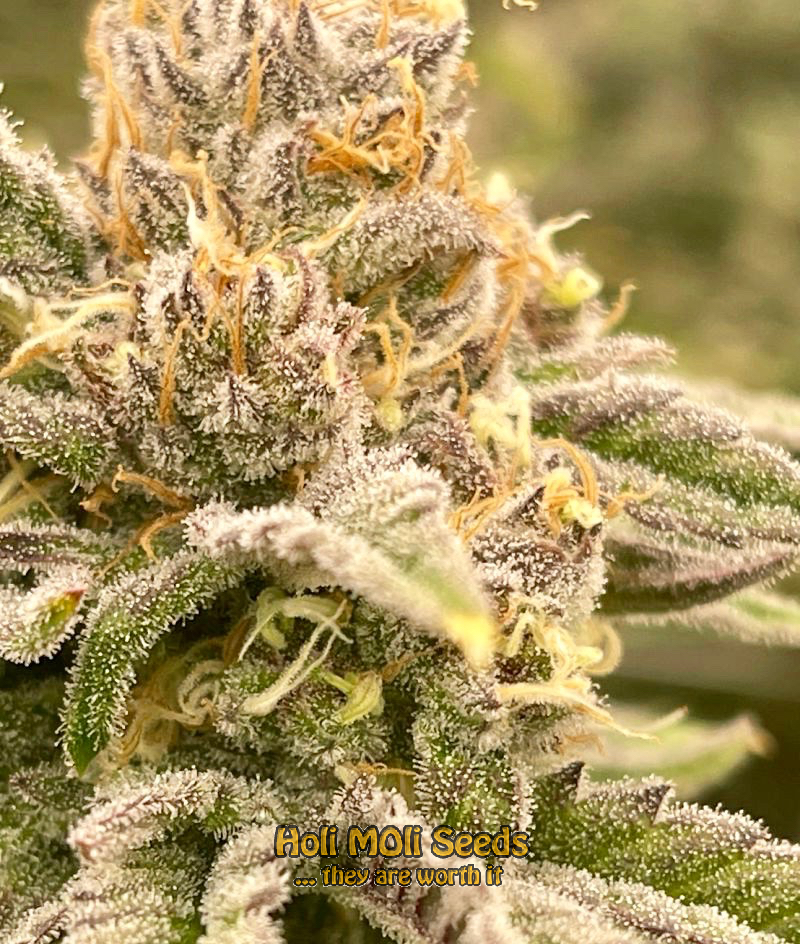 magnum autoflower cannabis pics