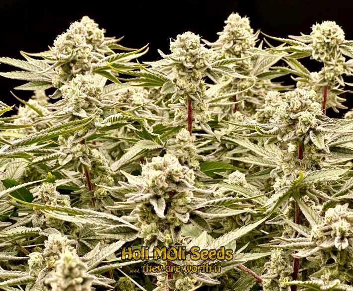 magnum autoflower cannabis pics