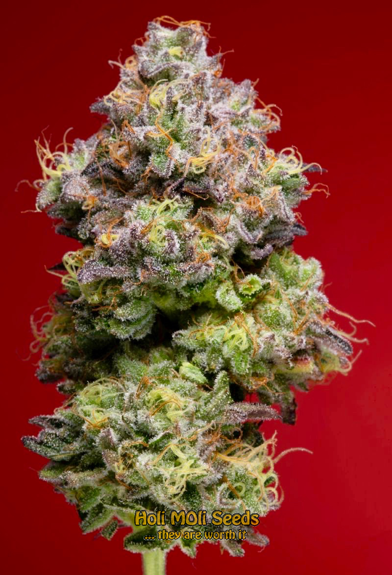 mandarine autoflower cannabis pics