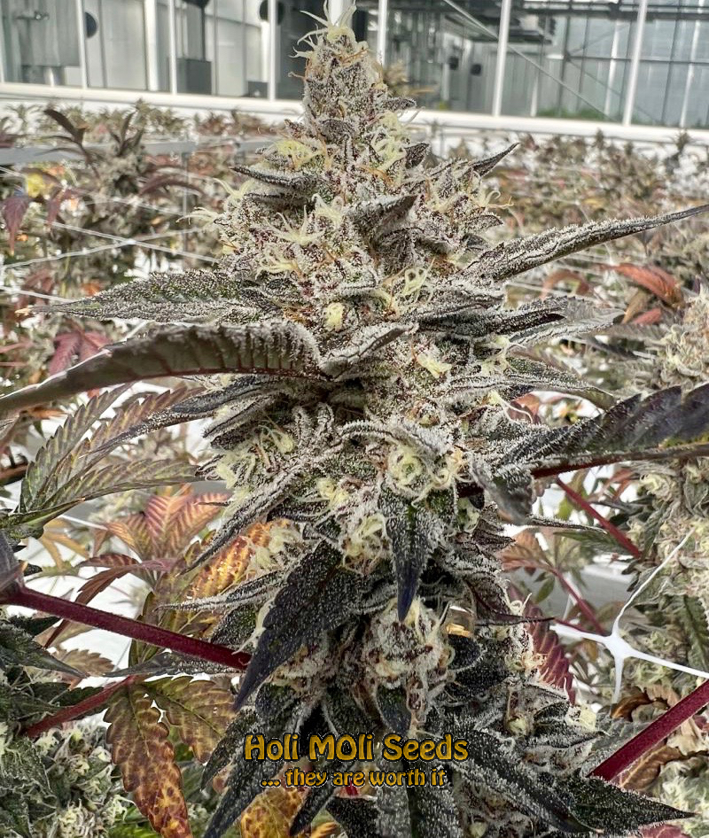 mandarine autoflower cannabis pics