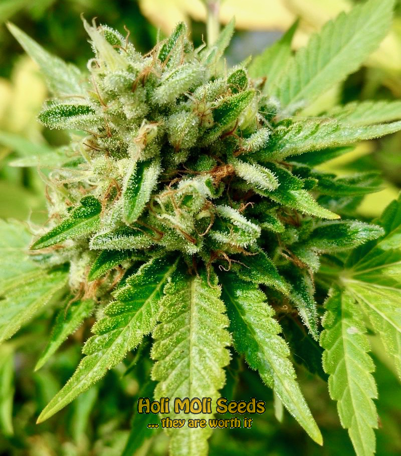 mandarine autoflower cannabis pics