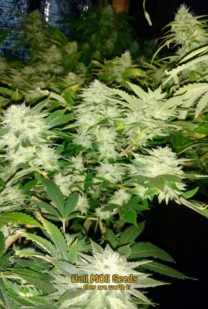 mandarine autoflower cannabis pics