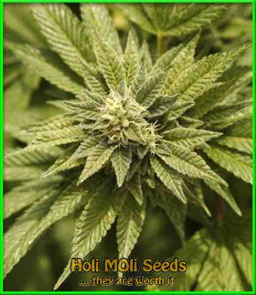 mandarine autoflower cannabis pics