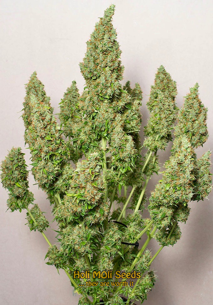 mazar autoflower cannabis pics