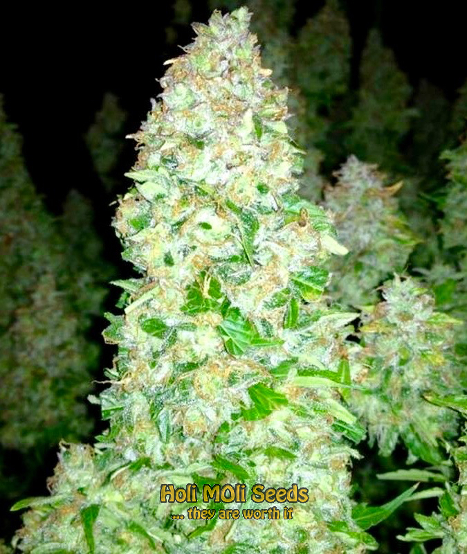 mazar autoflower cannabis pics