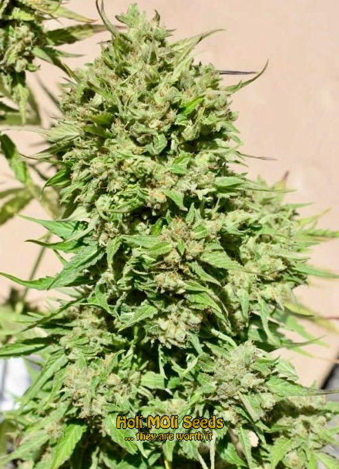 mazar autoflower cannabis pics