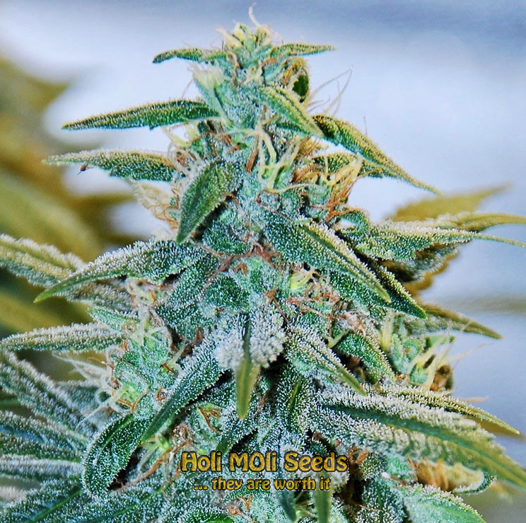 mazar autoflower cannabis pics