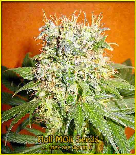 mazar autoflower cannabis pics