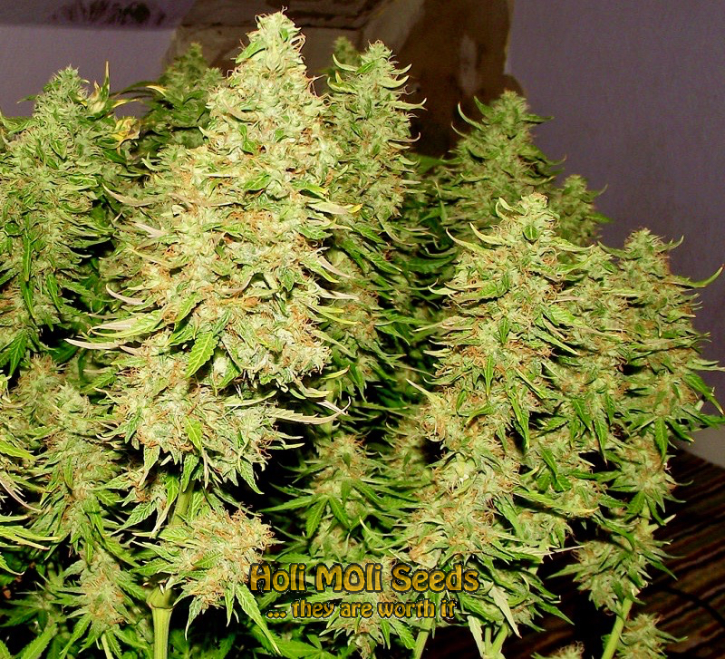 mazar blueberry autoflower cannabis pics