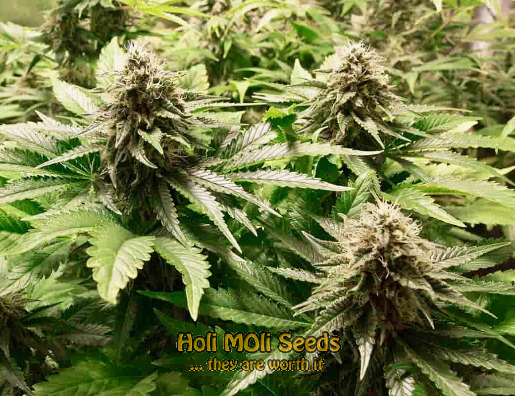 mazar blueberry autoflower cannabis pics