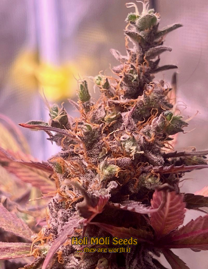 mexican red hair autoflower cannabis pics