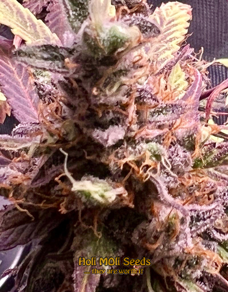 mexican red hair autoflower cannabis pics