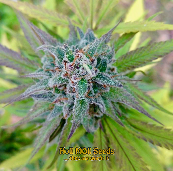 mexican red hair autoflower cannabis pics