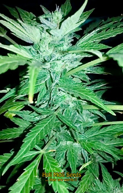 mexican red hair autoflower cannabis pics