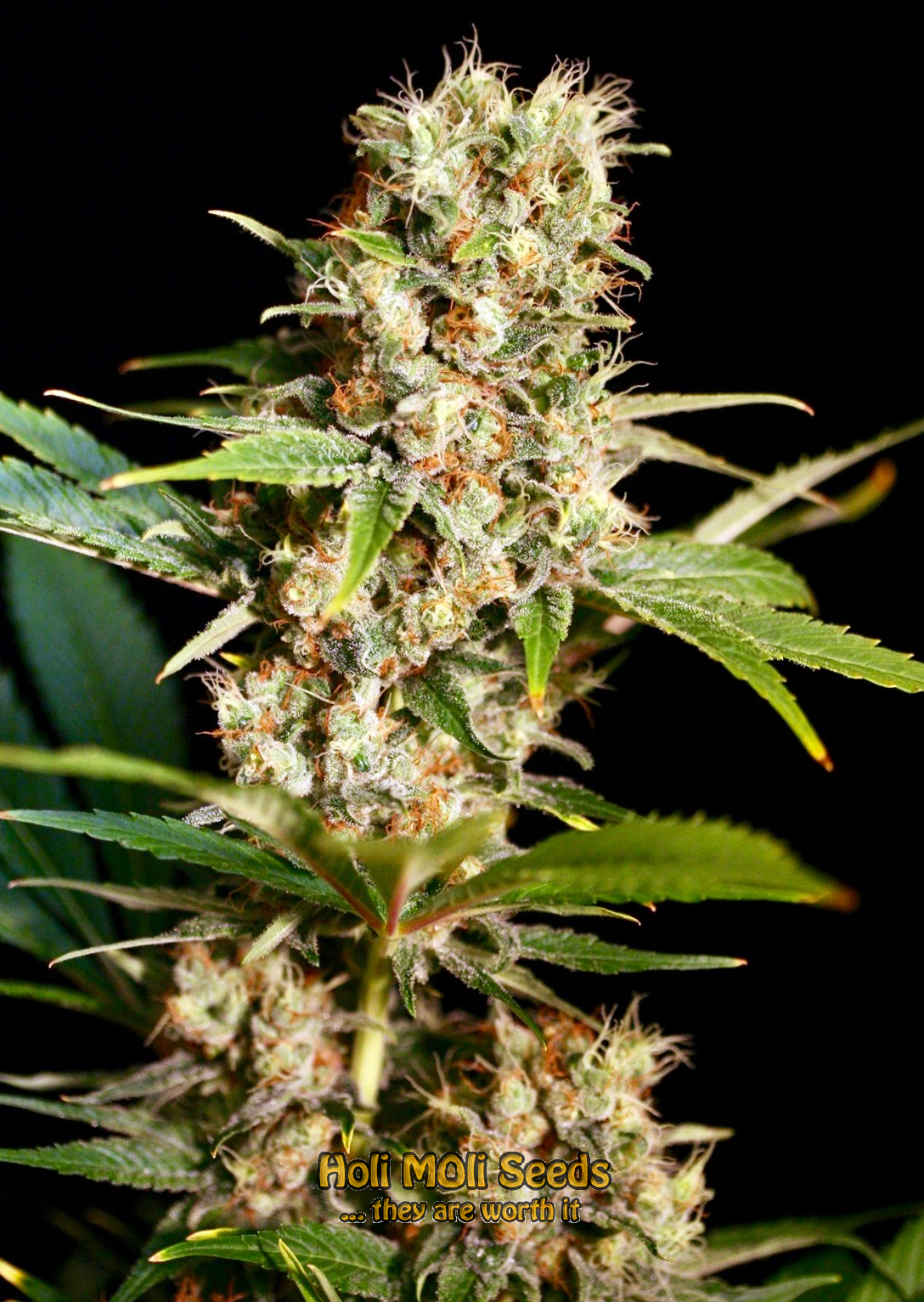 mimosa autoflower cannabis pics