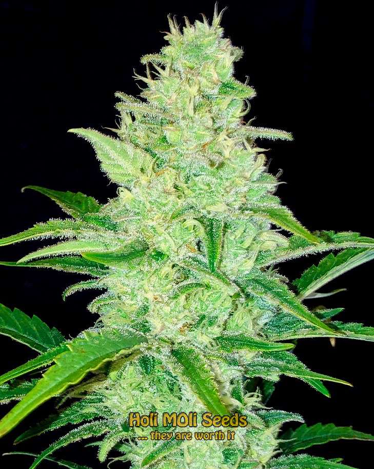 mimosa autoflower cannabis pics