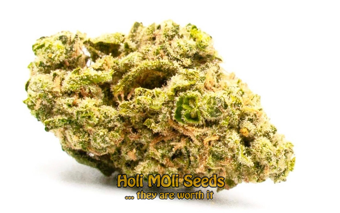 moby dick autoflower cannabis pics