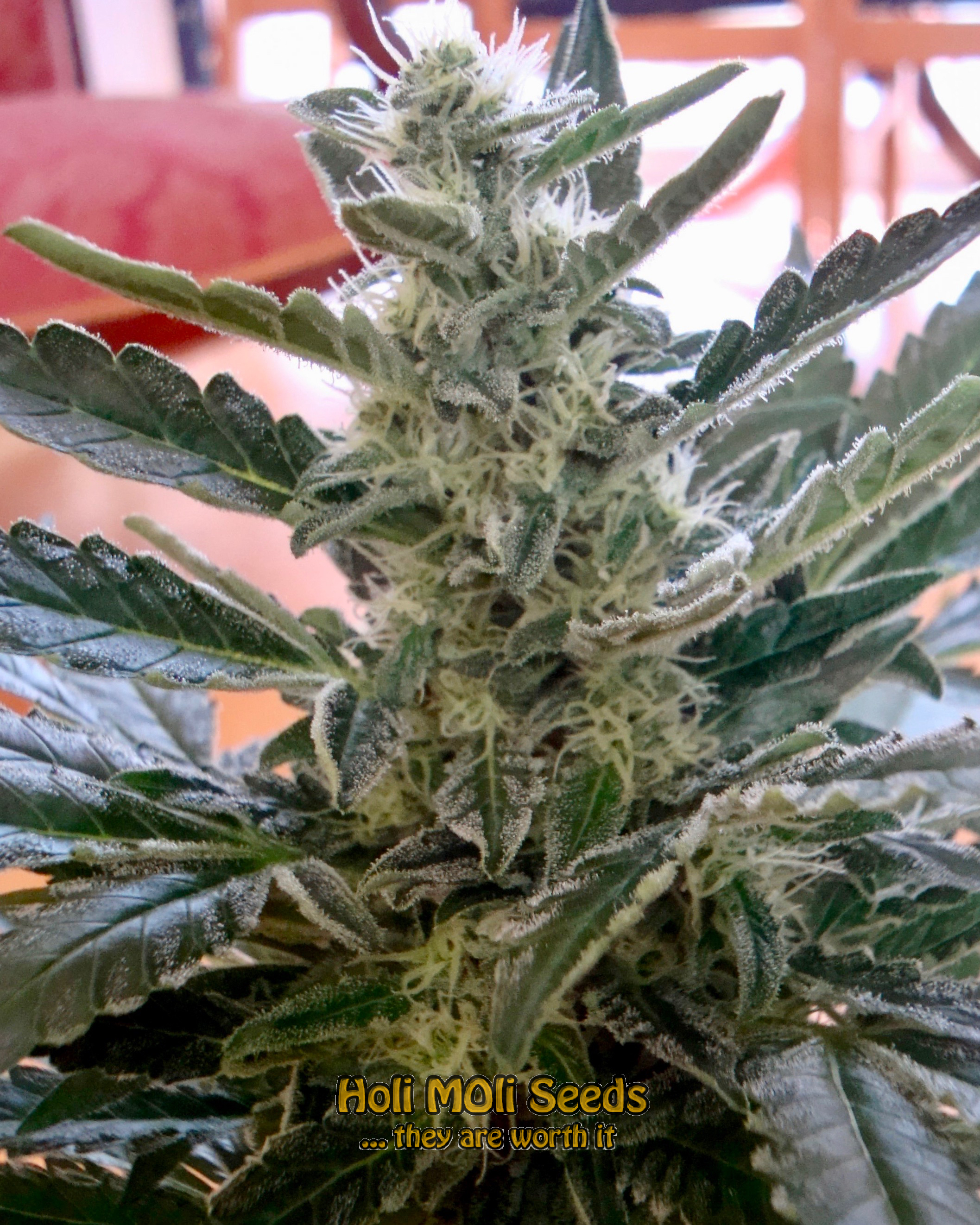 moby dick autoflower cannabis pics