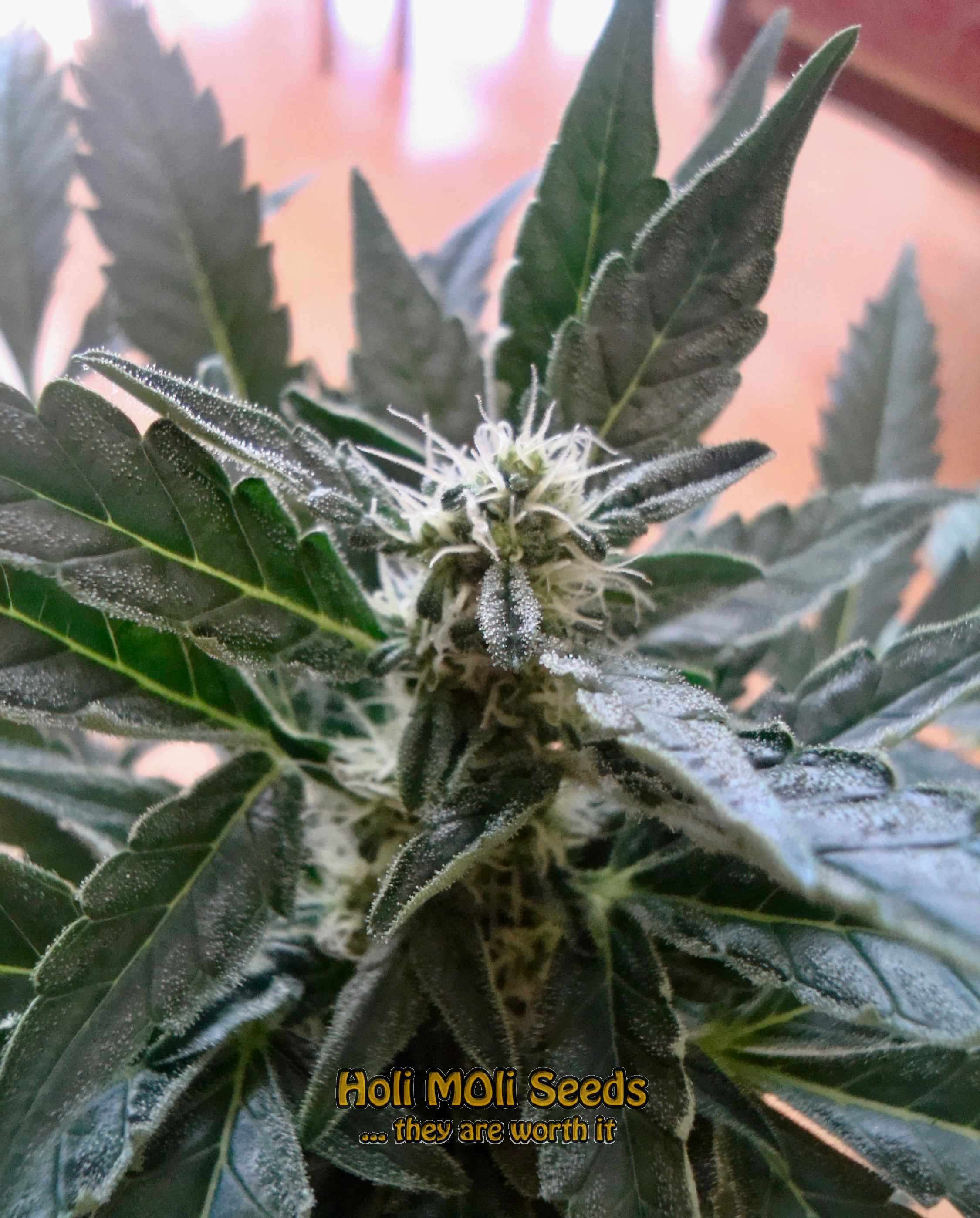 moby dick autoflower cannabis pics