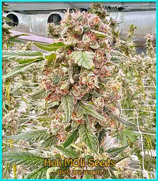 moby dick autoflower cannabis pics