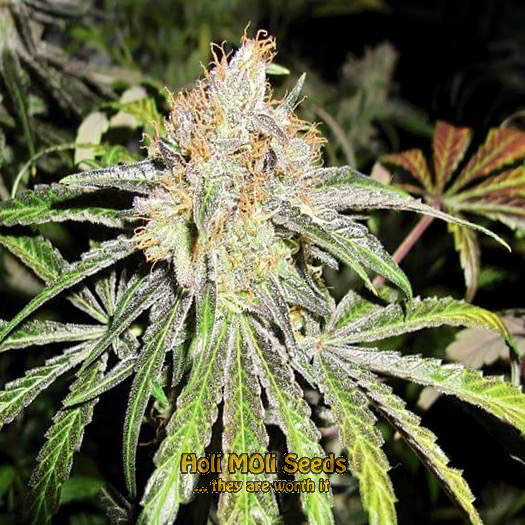 nevilles haze autoflower cannabis pics