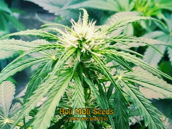 nevilles haze autoflower cannabis pics