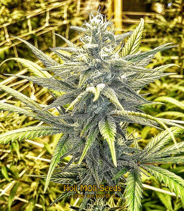 nevilles haze autoflower cannabis pics