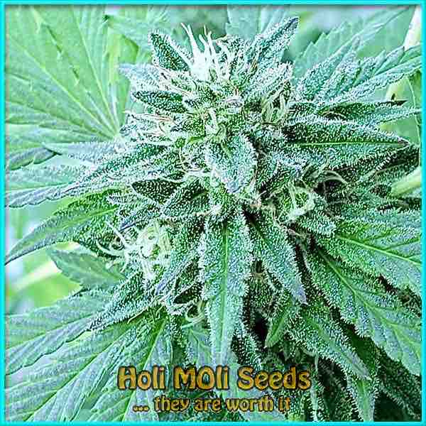 nevilles haze autoflower cannabis pics