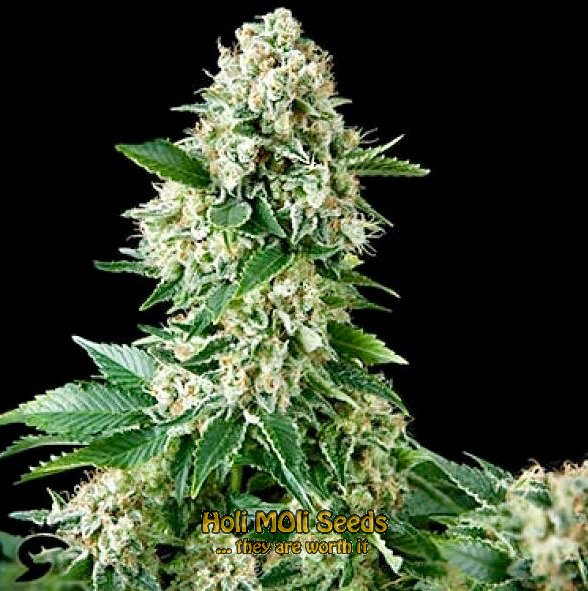 new york diesel autoflower cannabis pics