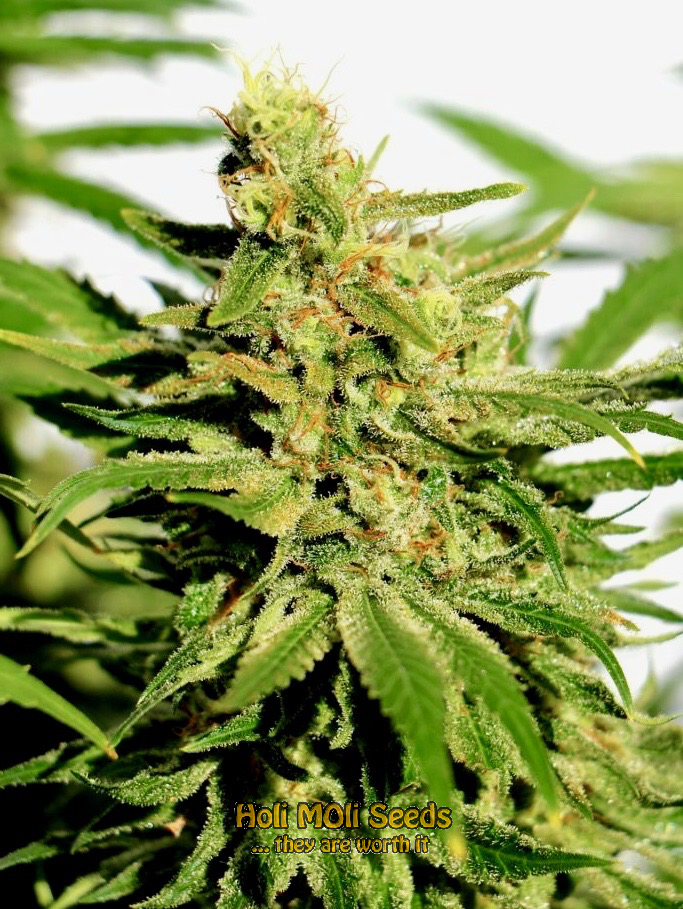 new york diesel autoflower cannabis pics