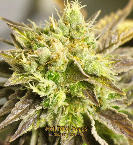 new york diesel autoflower cannabis pics