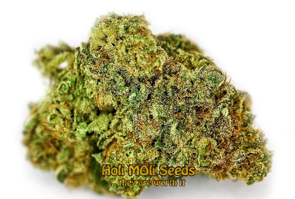 new york diesel autoflower cannabis pics