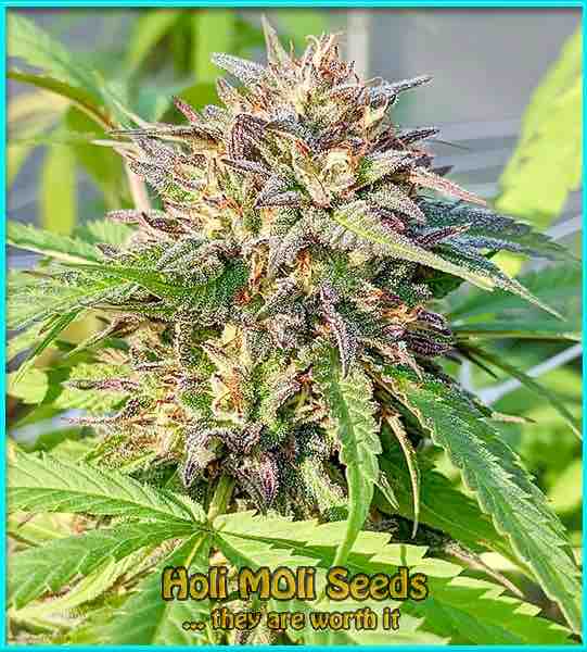 new york diesel autoflower cannabis pics